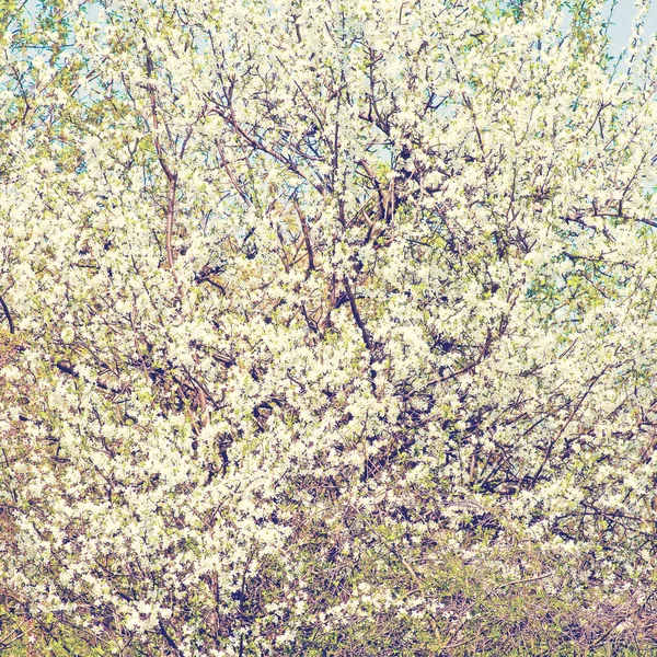 Uma macieira florescente. Estilo retro vintage — Fotografia de Stock