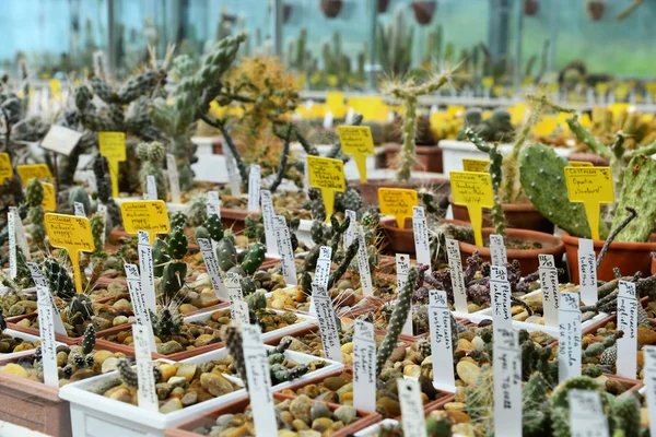 Kolekcja kaktusów w kaktusowym ogrodzie — Zdjęcie stockowe