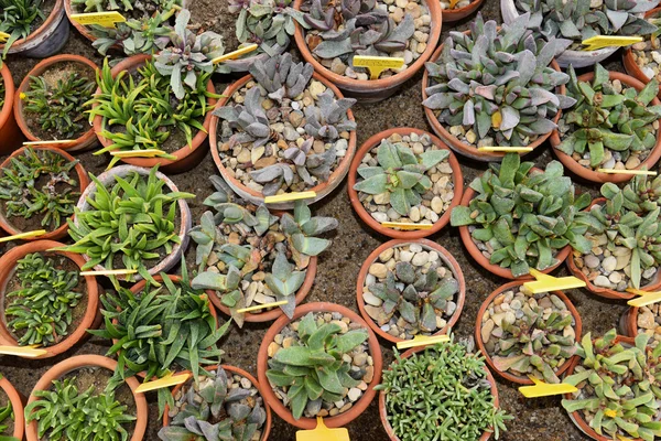 A collection of cactuses in a cactus garden — Stock Photo, Image