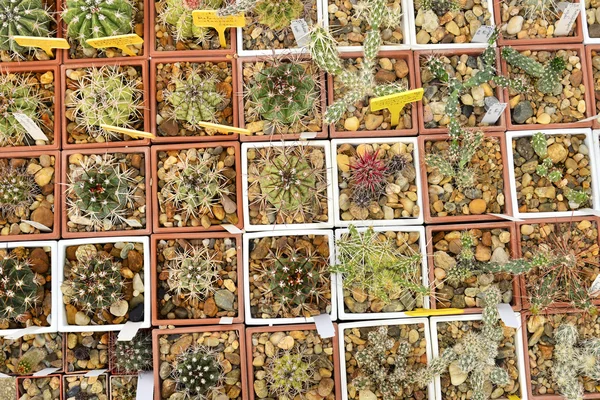 Kolekcja kaktusów w kaktusowym ogrodzie — Zdjęcie stockowe