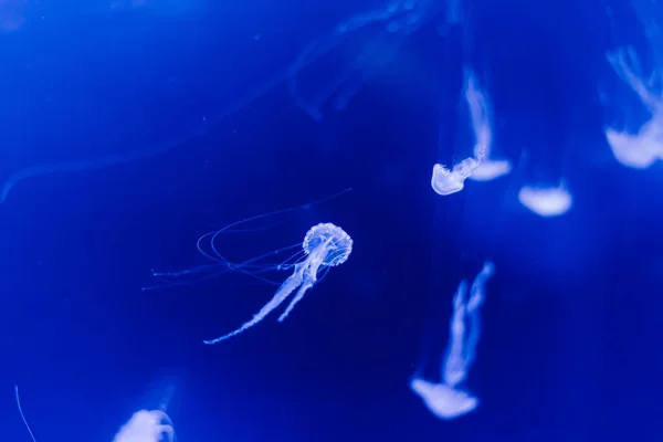 Medúza Kék Háttérrel Prágai Akváriumból — Stock Fotó