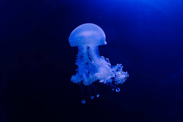Jellyfish on blue background from Aquarium in Prague.