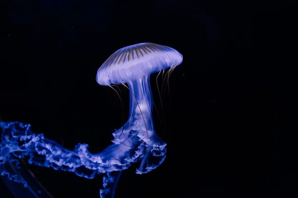 Meduse Sfondo Blu Dall Acquario Praga — Foto Stock