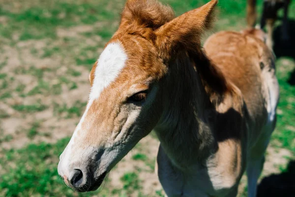 Końska Klacz Jej Bardzo Małe Źrebię Farmie — Zdjęcie stockowe