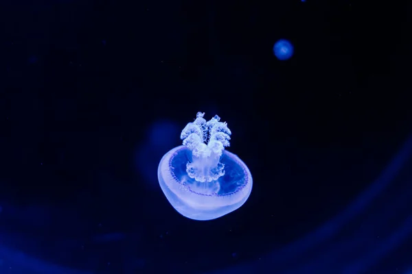 Világoskék Medúza Csoport Úszás Egy Akváriumban — Stock Fotó