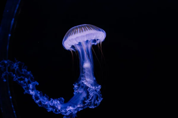 Akvaryumda Yüzen Bir Grup Açık Mavi Denizanası — Stok fotoğraf