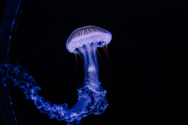 水族館で泳ぐ水色のクラゲのグループ — ストック写真