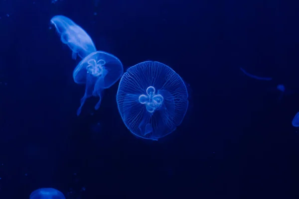 水族館で泳ぐ水色のクラゲのグループ — ストック写真