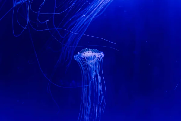 Gruppe Hellblauer Quallen Schwimmt Aquarium — Stockfoto