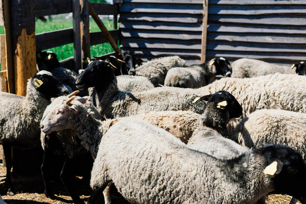 Молодой белый козел, пасущийся на зеленом лугу в солнечный весенний день