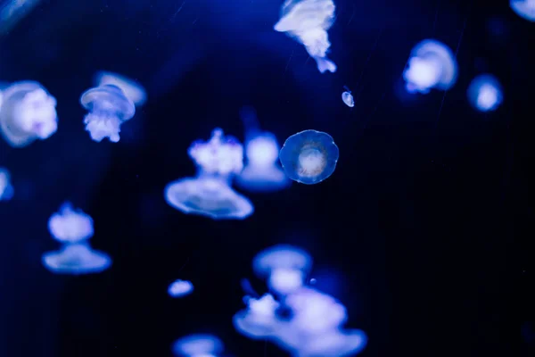 Jellyfish Blue Background Aquarium Prague — Stock Photo, Image