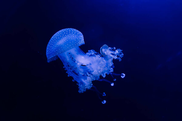 Jellyfish on blue background from Aquarium in Prague.