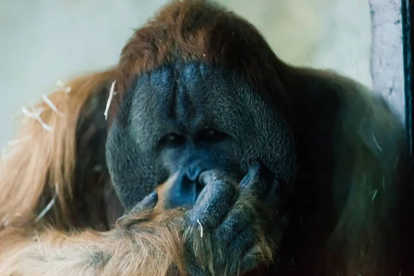 Bornean Old Big Orangutan Pongo Pygmaeus Detail Head Male Photo — Stock Photo, Image