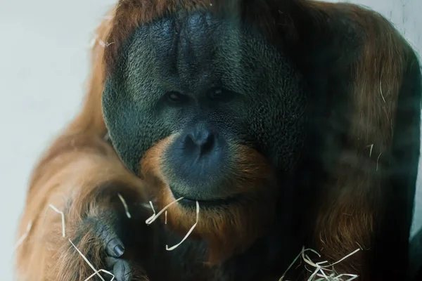 Bornean Old Big Orangutan Pongo Pygmaeus Detail Head Male Photo — Stock Photo, Image