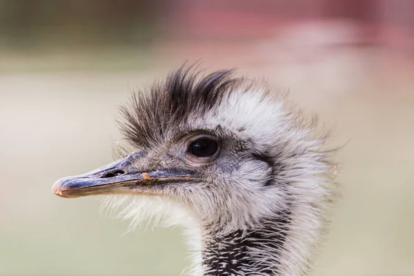 Struisvogelkop Van Dichtbij Een Herfstweerpark Buiten — Stockfoto