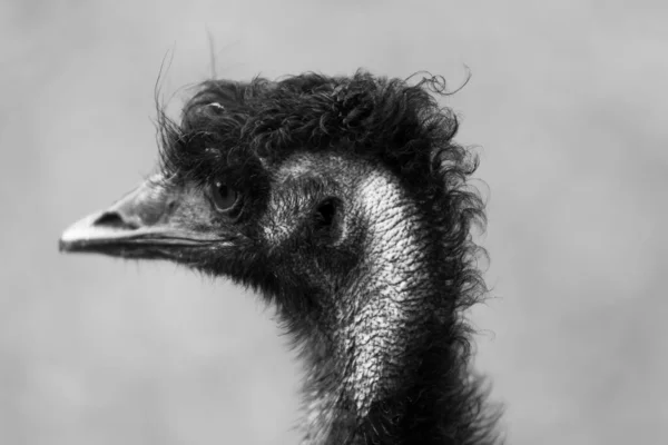 Ostrich Fej Bezárva Őszi Időjárás Park Szabadban — Stock Fotó