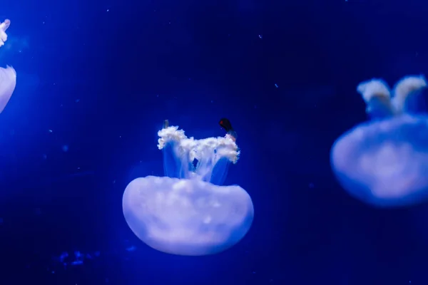 Grupa Jasnoniebieska Meduza Pływająca Wodzie — Zdjęcie stockowe