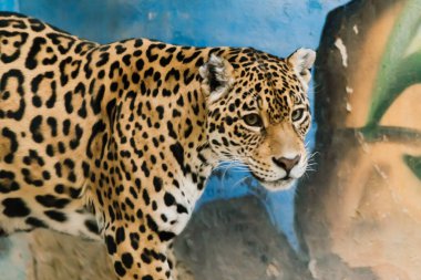 Leopar pantera padus kotiya canavarı kayanın içinde