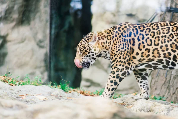 Leopardo Pantera Padus Kotiya Bestia Una Roca —  Fotos de Stock