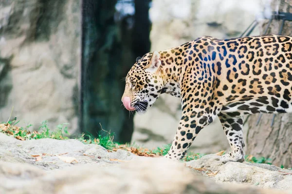 Leopard Pantera Padus Kotiya Bestie Skále — Stock fotografie