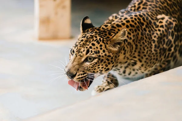 Leopardo Pantera Padus Kotiya Bestia Una Roca — Foto de Stock