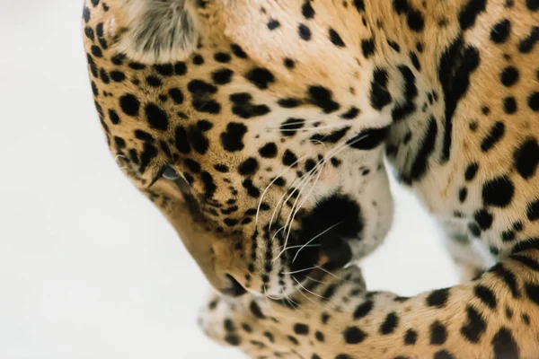 Leopar Pantera Padus Kotiya Canavarı Kayanın Içinde — Stok fotoğraf