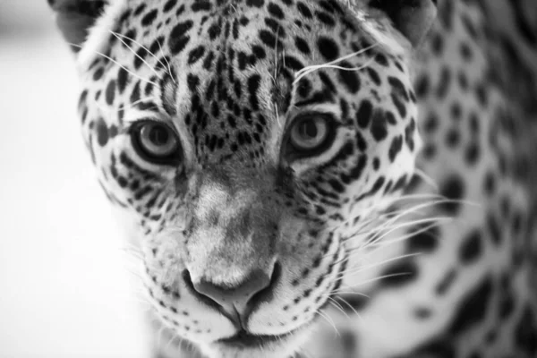 Leopardo Pantera Padus Kotiya Besta Uma Rocha — Fotografia de Stock