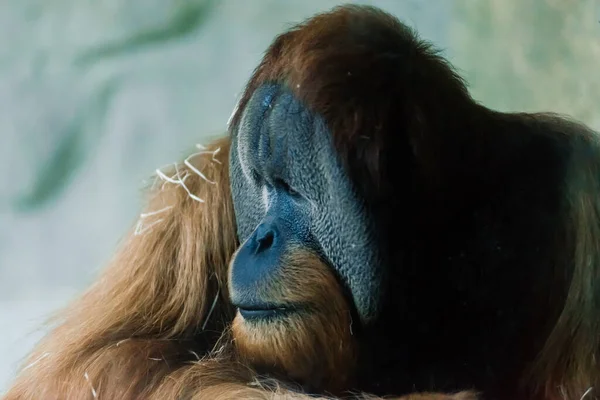 Bornean Old Big Orangutan Pongo Pygmaeus Detail Head Male Photo — Stock Photo, Image