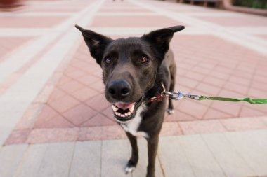 Hayvan portresi. Şehir sokaklarında siyah kırma köpek var.
