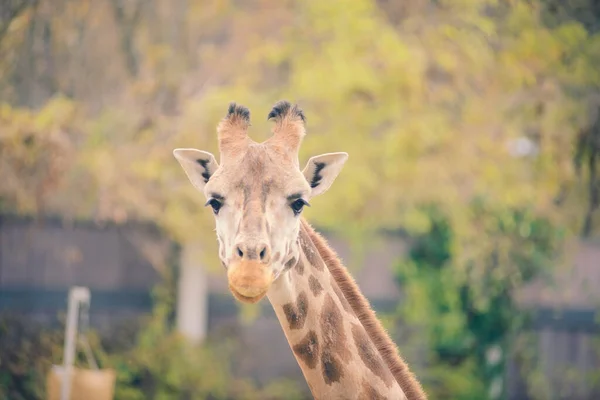 Close Portrait Giraffe Camelopardalis Nature Zoo — Stock Photo, Image