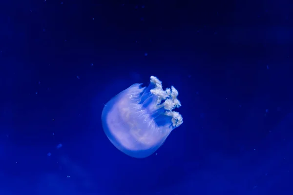 Skupina Světle Modrých Medúz Plovoucích Vodě — Stock fotografie
