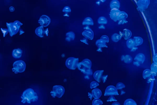 Bir Grup Açık Mavi Denizanası Suda Yüzüyor — Stok fotoğraf