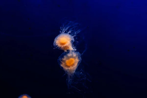 Grupa Jasnoniebieska Meduza Pływająca Wodzie — Zdjęcie stockowe