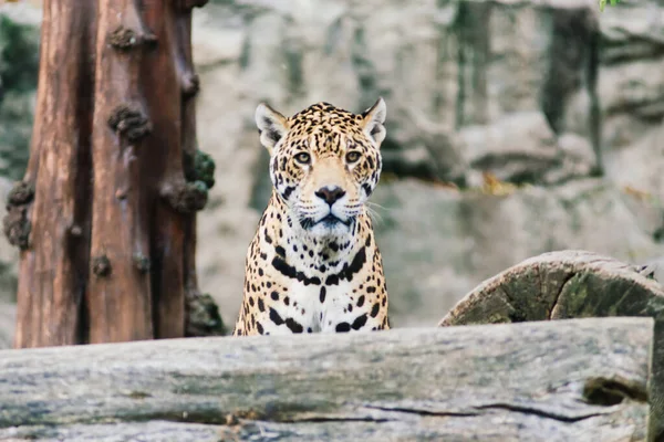 Leopard Pantera Padus Kotiya Зверя Скале — стоковое фото