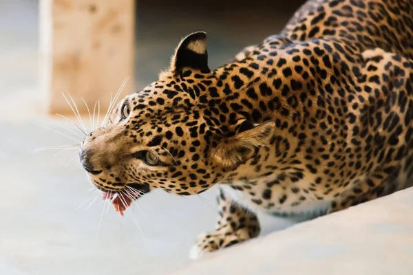 Leopardo Pantera Padus Kotiya Besta Uma Rocha — Fotografia de Stock