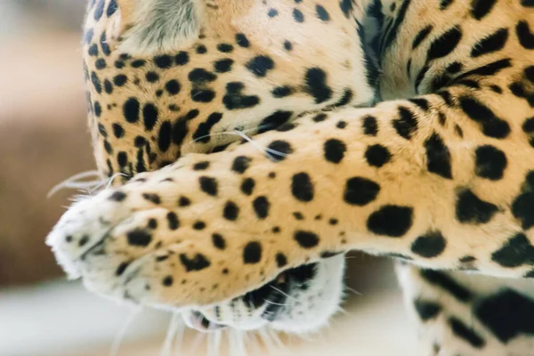 Leopardo Pantera Padus Kotiya Bestia Una Roca —  Fotos de Stock