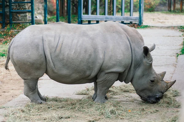 Close Photo Rhino Big Old Rhinoceros — Stock Photo, Image