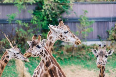Doğa ve hayvanat bahçesindeki bir zürafa camelopardalis 'in yakın portresi