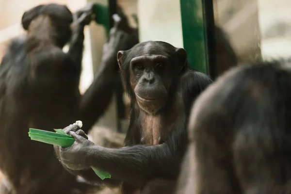 Wild Bornean Orangutan Wildlife Rehabilitation Centre Orangutans Inhabiting Rainforests Borneo — Stock Photo, Image
