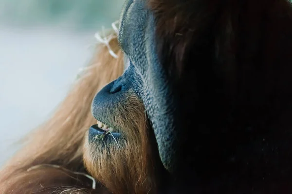 野生のオランウータン 野生動物リハビリテーションセンター ボルネオの熱帯雨林に生息するオランウータン — ストック写真