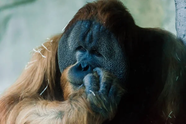 Wild Bornean Orangutan Wildlife Rehabilitation Centre Orangutans Inhabiting Rainforests Borneo — Stock Photo, Image