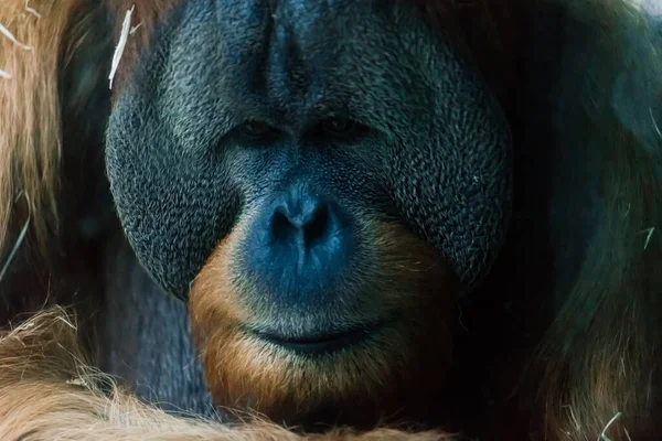 Γριος Μπορνιανός Ουρακοτάγκος Κέντρο Αποκατάστασης Άγριας Ζωής Orangutans Που Κατοικούν — Φωτογραφία Αρχείου