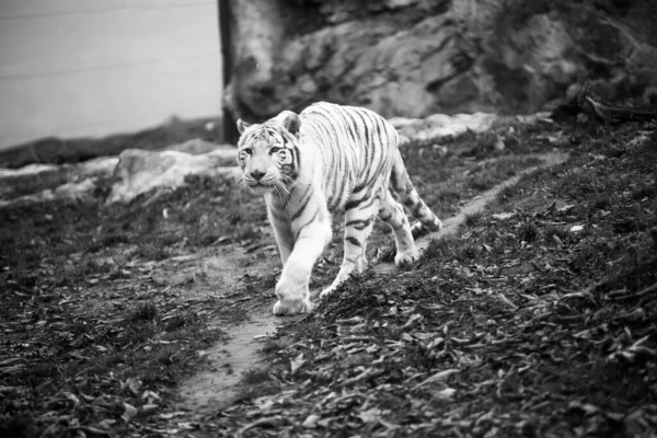 Bílý Velký Tygr Bělený Tygr Podzimním Parku Ležící Procházka Zblízka — Stock fotografie