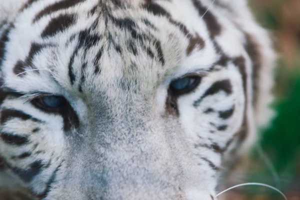 Tigre Grande Branco Tigre Branqueado Parque Outono Que Coloca Anda — Fotografia de Stock