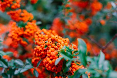 Olgunlaşan yabanmersini kümesi, doğa bokeh. Yüksek kalite fotoğraf