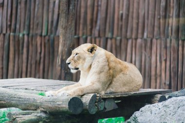 Büyük Afrika Aslanı 'nın güzel portresi.