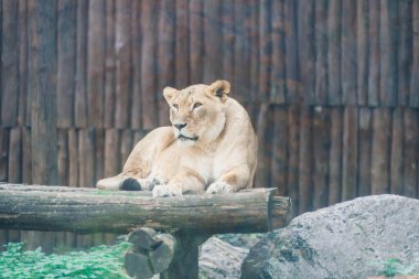 Büyük Afrika Aslanı 'nın güzel portresi.