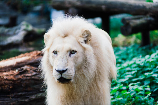 Closeup beautiful portrait of big African Lion.