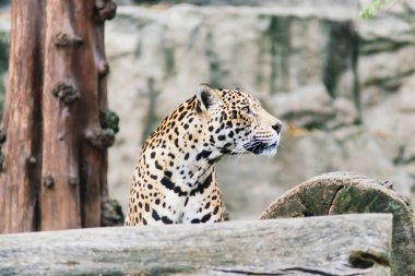 Leopar pantera padus kotiya canavarı kayanın içinde