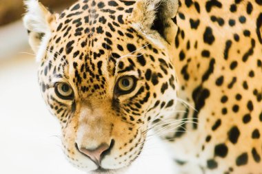 Leopar pantera padus kotiya canavarı kayanın içinde